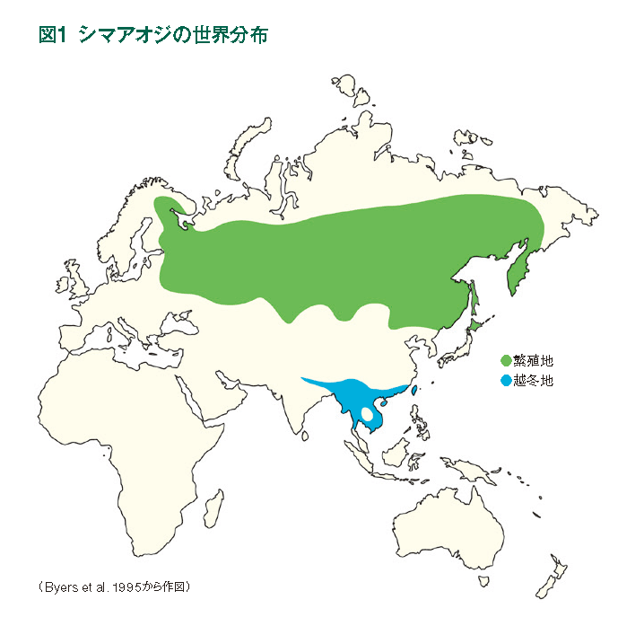 図1　シマアオジの世界分布