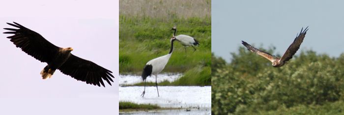 オジロワシ、タンチョウ、チュウヒの写真