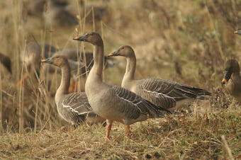 オオヒシクイ(写真/日本野鳥の会)
