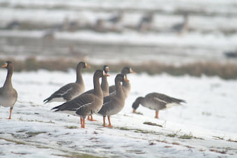 マガン（写真／日本野鳥の会）