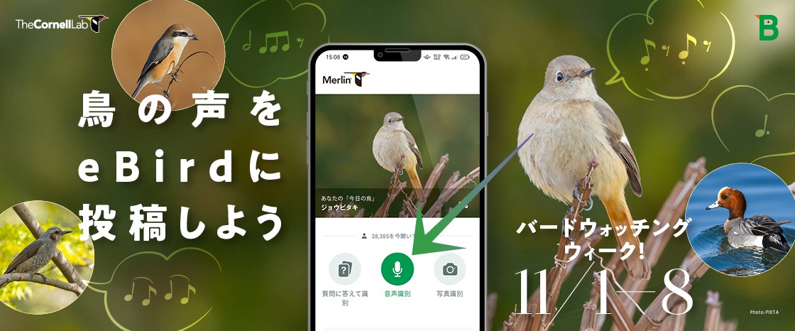 「バードウォッチングウィーク! 鳥の声をeBirdに投稿してみよう」キャンペーン