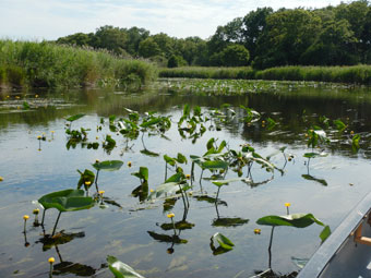 黄色いコウホネの花が水面をおおう