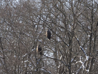 美々川河畔林で羽を休めるオジロワシ