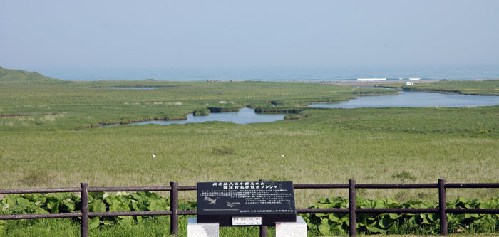 湿原ではタンチョウが繁殖している。