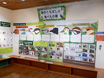 館内展示「鳥のくちばしとたべもの展」
