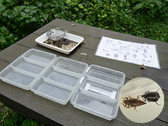水生生物観察セット