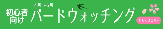 初心者向けバードウォッチングのご案内