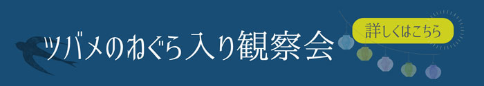 全国「ツバメのねぐら入り観察会」のご案内