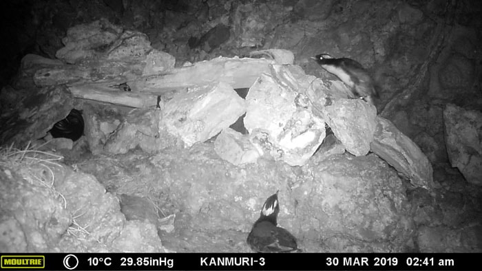 調査用センサーカメラに記録された人工巣とカンムリウミスズメ