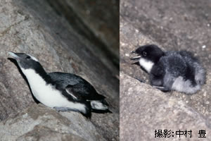 カンムリウミスズメ
