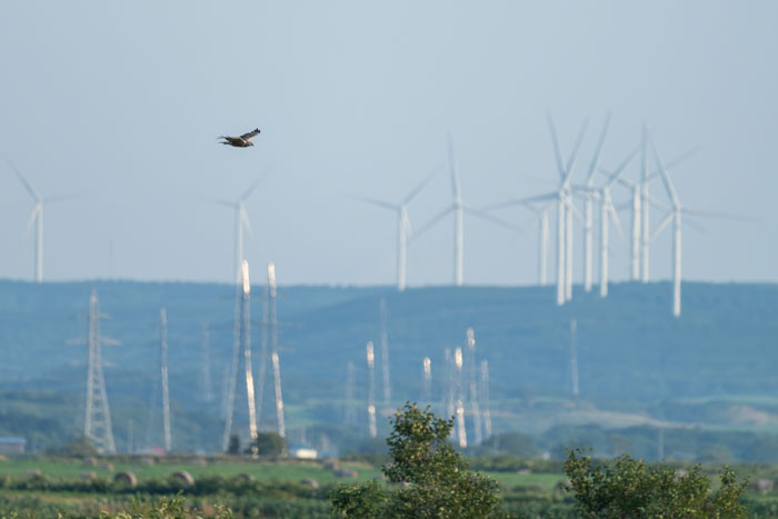 風力発電とチュウヒ