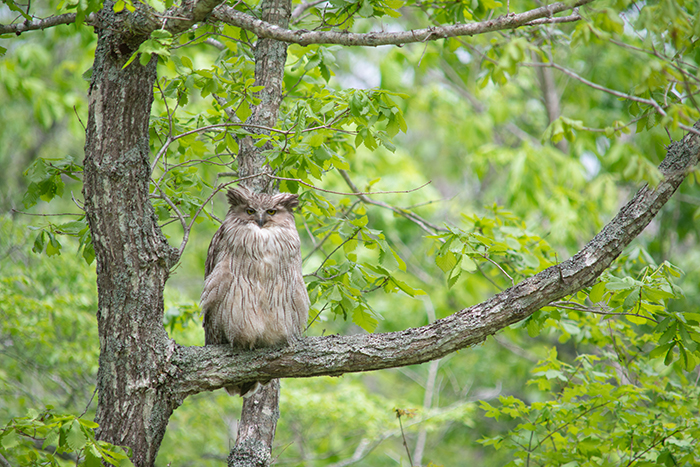 シマフクロウ