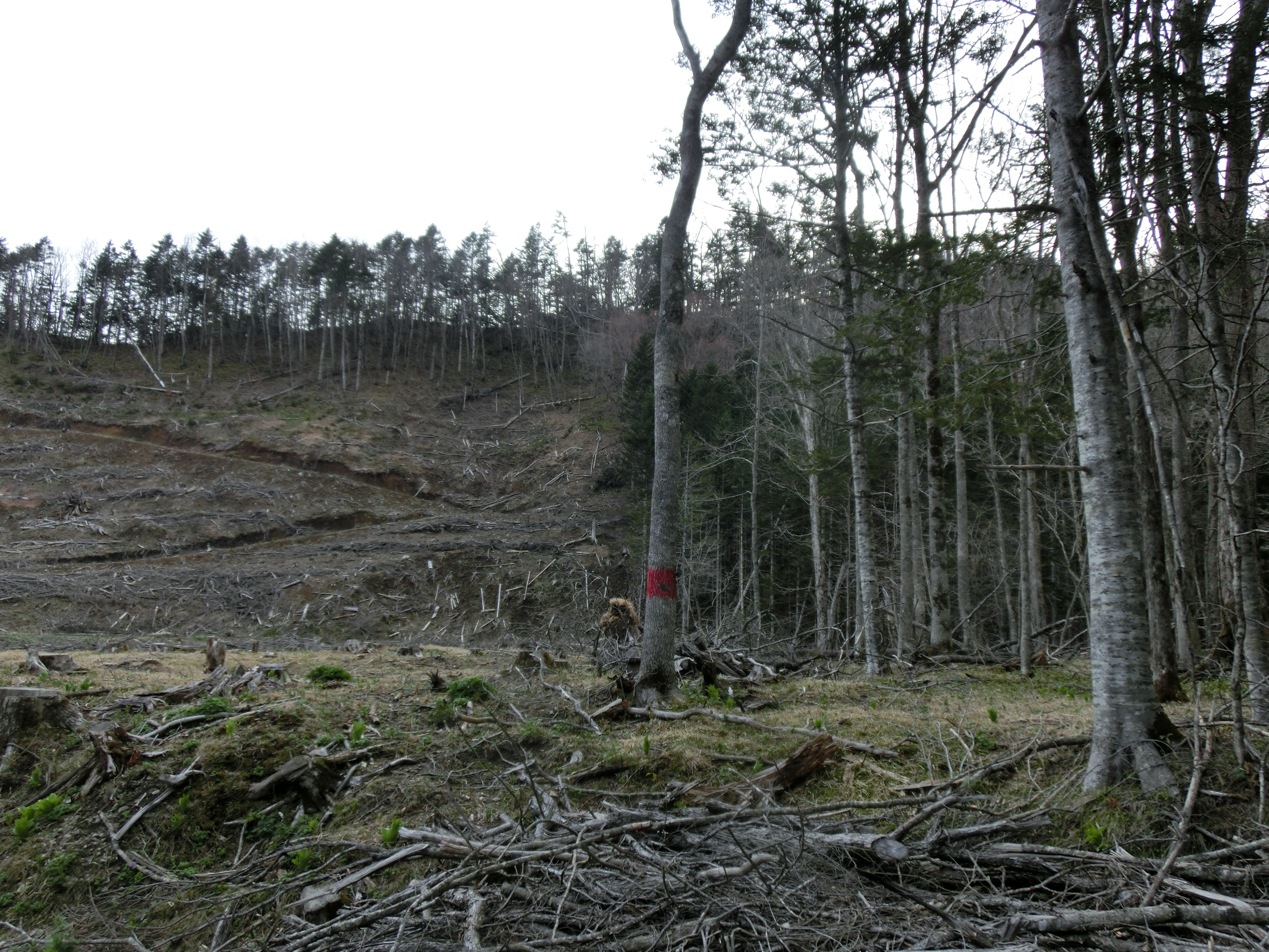 野鳥保護区_森林伐採