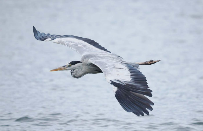 飛んでいるアオサギ