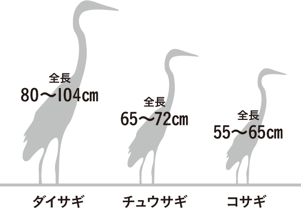 いろいろなサギ