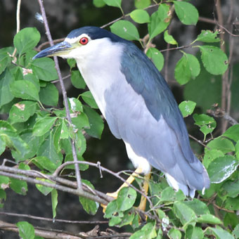 ゴイサギの成鳥