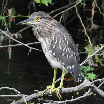 ゴイサギの幼鳥