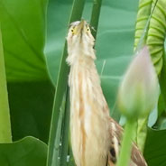 ヨシゴイの擬態