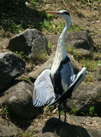 アオサギの日光浴