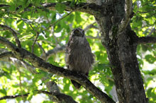 野鳥保護区を利用するシマフクロウ