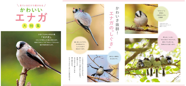 日本野鳥の会 18年 エナガ キャンペーン