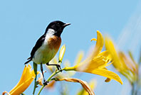 ノビタキの写真