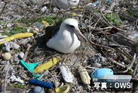 プラスチックと海鳥の写真