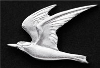 シルバーブローチコアジサシの写真