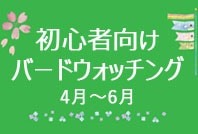 初心者向けバードウォッチングのご案内