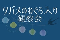ツバメのねぐら入り観察会のご案内