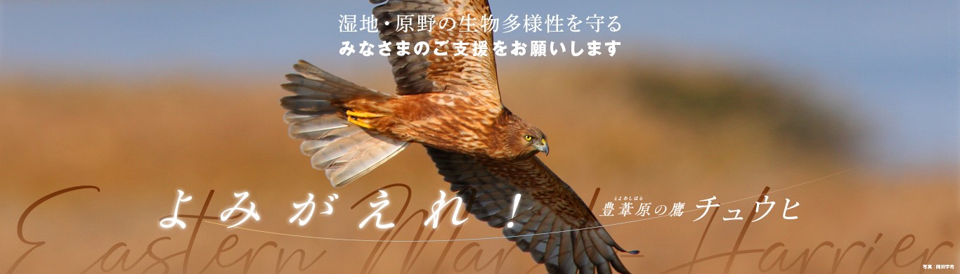 キャンペーン：よみがえれ！ 豊葦原（とよあしはら）の鷹「チュウヒ」