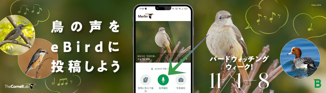 バードウォッチングウィーク！鳥の声をeBirdに投稿してみよう