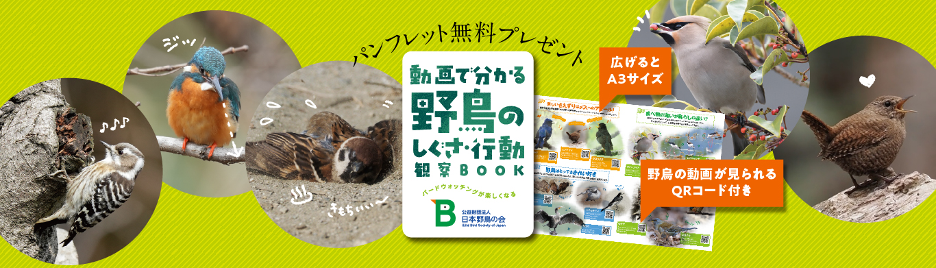 『動画で分かる野鳥のしぐさ・行動観察BOOK』を全員にプレゼント