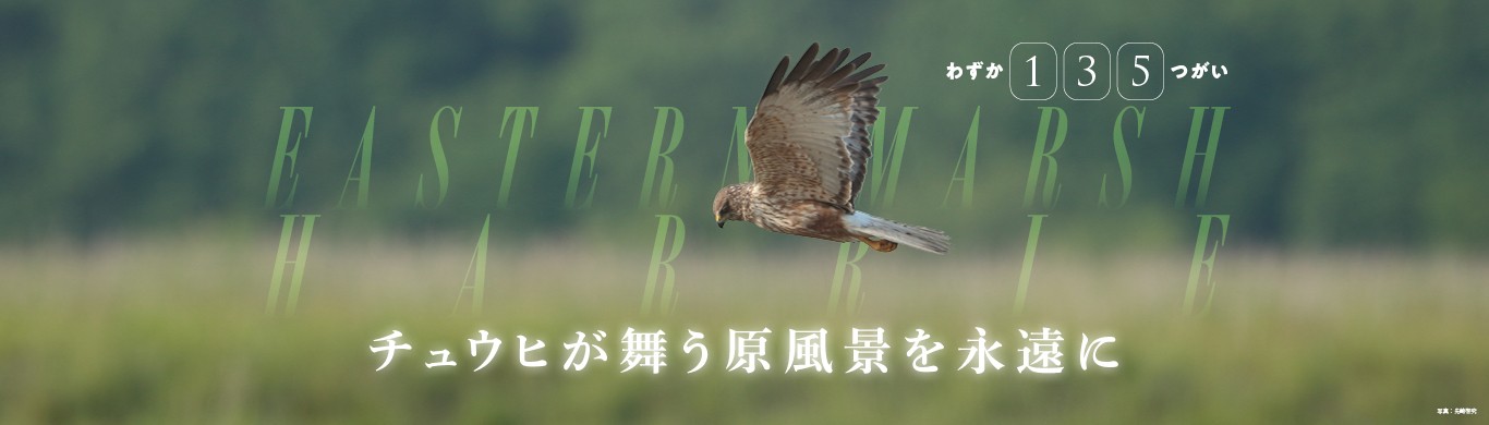 チュウヒの保護プロジェクトページをリニューアル