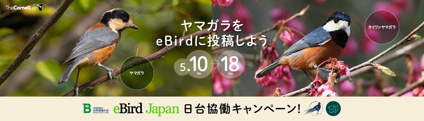 日台協働キャンペーン！ヤマガラをeBirdに投稿しよう
