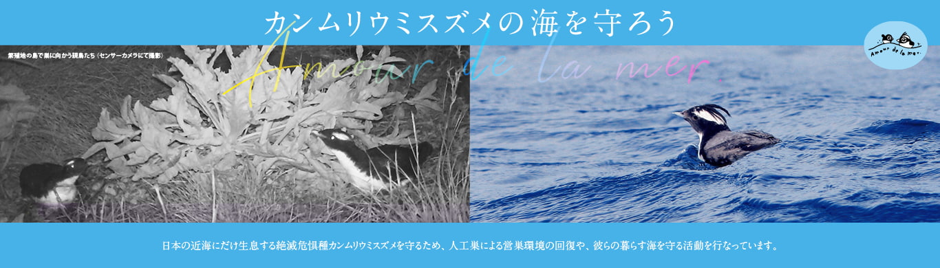 カンムリウミスズメの海を守ろう