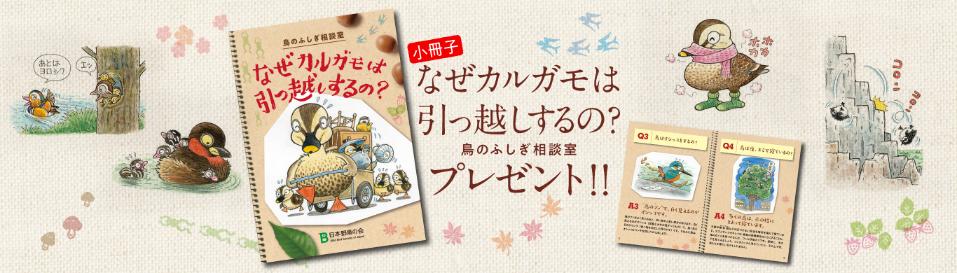 小冊子『なぜカルガモは引っ越しするの？~鳥のふしぎ相談室~』プレゼント！
