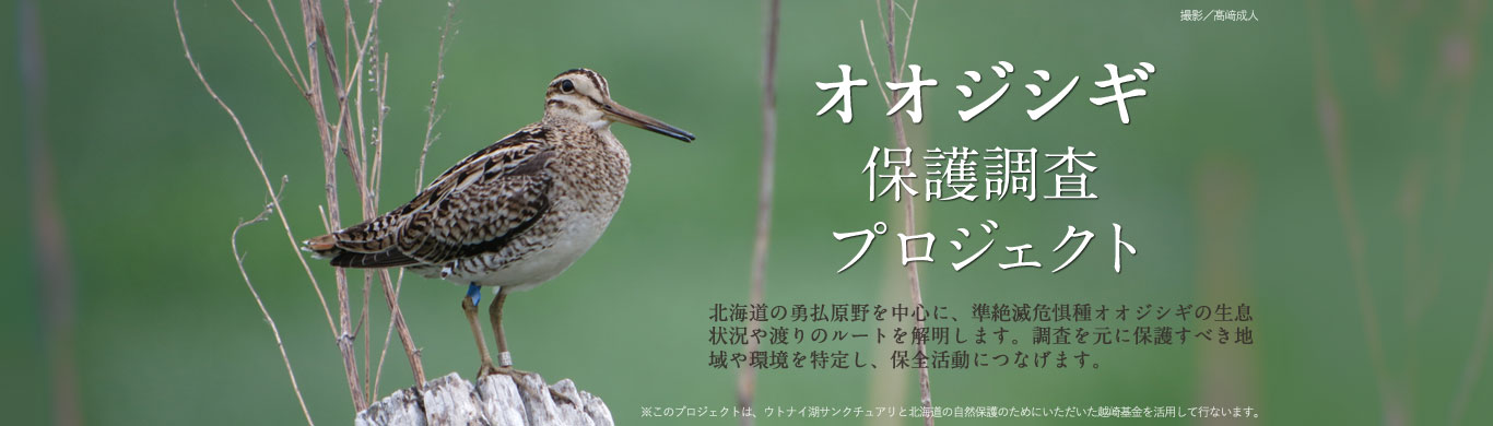 オオジシギ保護調査プロジェクト
