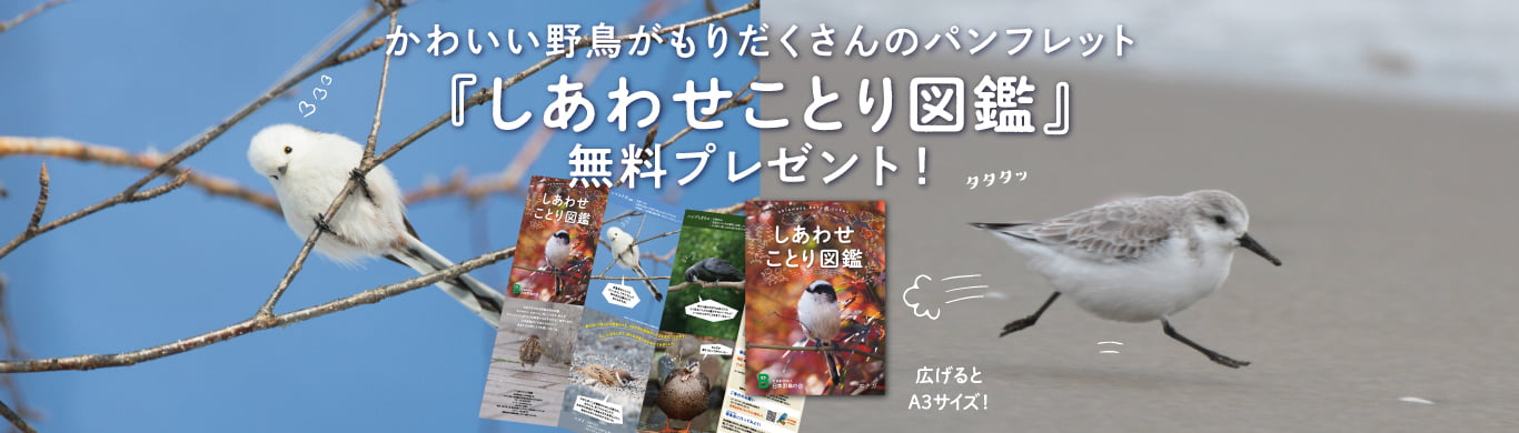 パンフレット「しあわせことり図鑑」プレゼント！