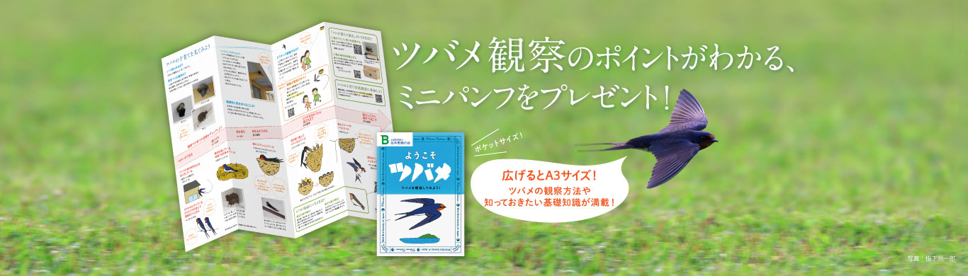 ツバメを観察したくなるパンフレット『ようこそツバメ』無料プレゼント！